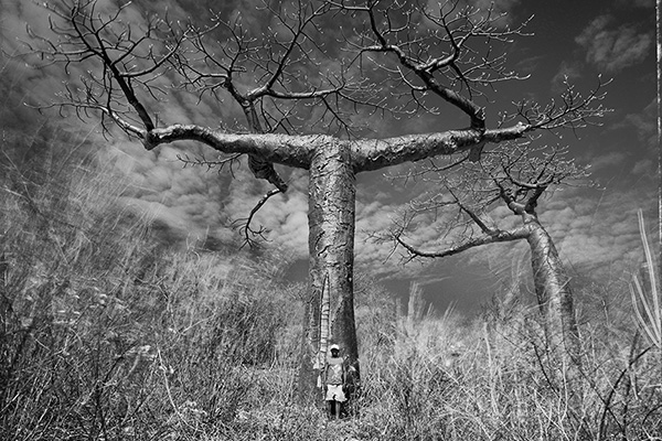 Baobab. Árbol de las generaciones